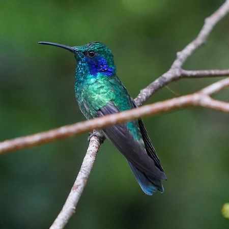 Campo Azul - Monteverde Exteriér fotografie