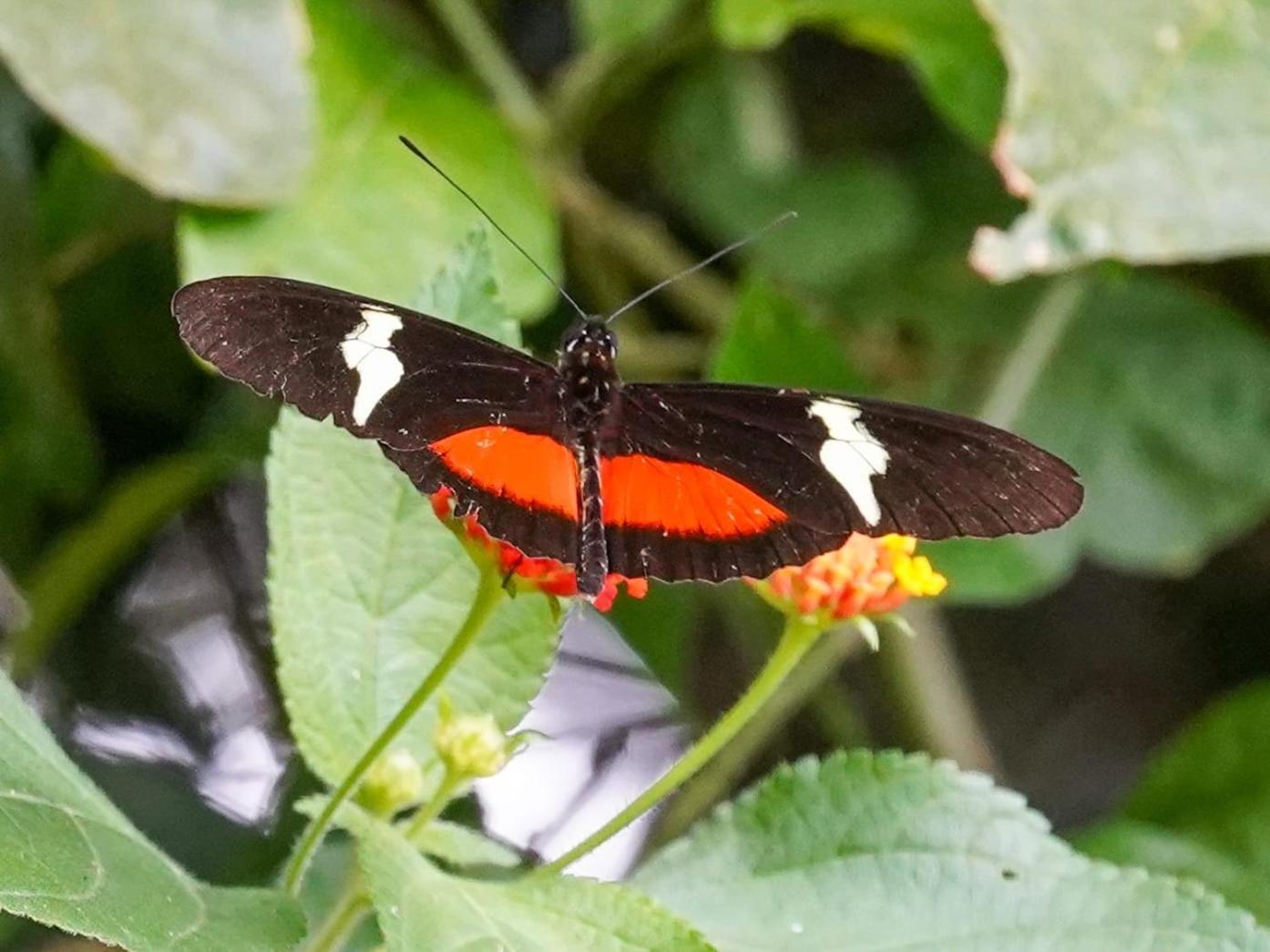 Campo Azul - Monteverde Exteriér fotografie