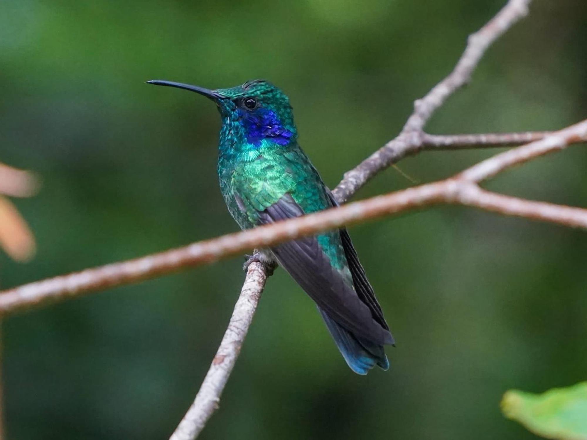 Campo Azul - Monteverde Exteriér fotografie