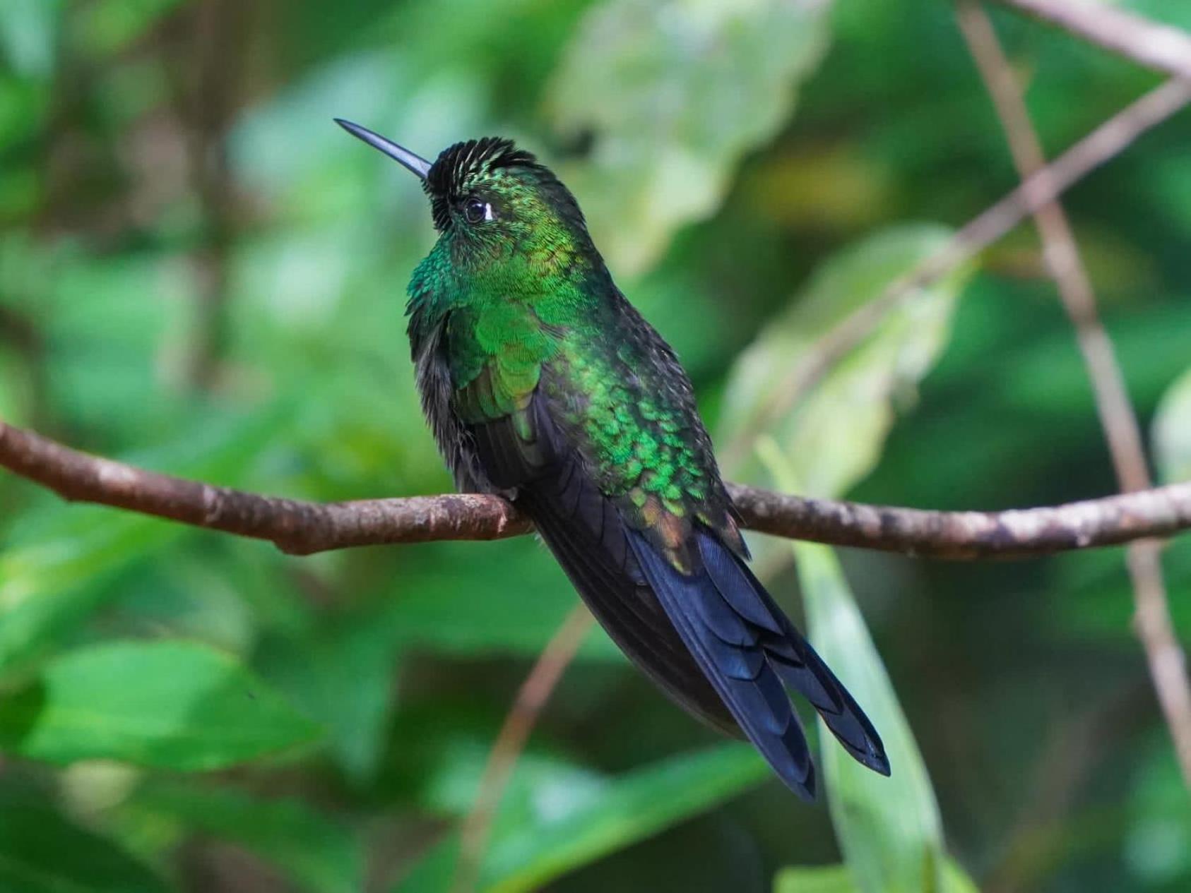 Campo Azul - Monteverde Exteriér fotografie
