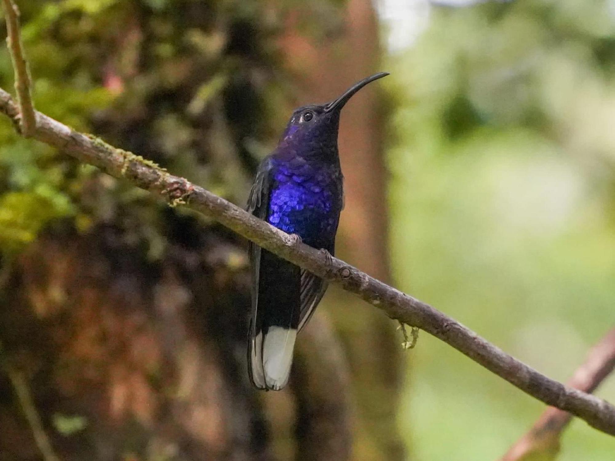 Campo Azul - Monteverde Exteriér fotografie